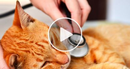 3 Toxic Foods For Cats – One Meat You Should Never Feed Old Cats 