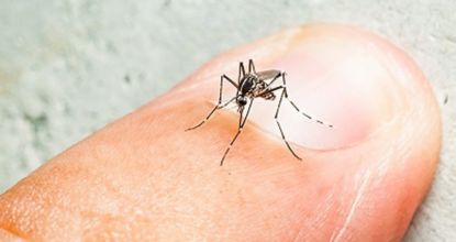 The Best Way To Stop Mosquito Bites (It's Genius)